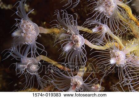 Anemone View Large Photo Image Stock Image - Anemone. Fotosearch