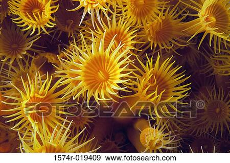 Anemone View Large Photo Image Stock Photo - Anemone. Fotosearch