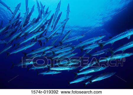 Barracuda View Large Photo Image Stock Image - Barracuda. Fotosearch
