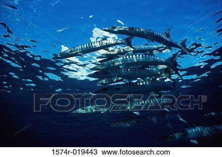Stock Image - Barracuda. Fotosearch