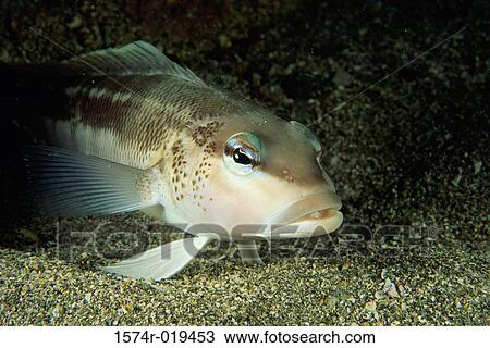 Blue Cod View Large Photo Image Stock Image - Blue Cod. Fotosearch