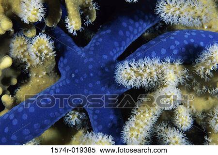 Stock Photography - Blue Starfish. Fotosearch