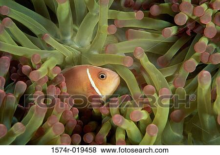 Close-up of a Clown Fish View Large Photo Image Stock Photo - Close-up of a Clown Fish. Fotosearch
