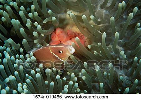 Close-up of a Clown Fish View Large Photo Image Stock Photograph - Close-up of a Clown Fish. Fotosearch