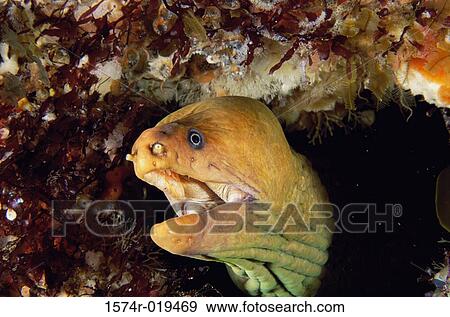 Close-up of a eel View Large Photo Image Stock Photo - Close-up of a eel. Fotosearch
