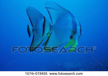 Close-up of a fish View Large Photo Image Stock Photography - Close-up of a fish. Fotosearch