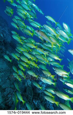 Close-up of a school of fish View Large Photo Image Picture - Close-up of a school of fish. Fotosearch