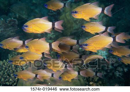Close-up of a school of fish View Large Photo Image Stock Photograph - Close-up of a school of fish. Fotosearch