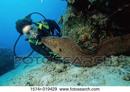 Close-up of a scuba diver near a sea snake View Large Photo Image Stock Photo - Close-up of a scuba diver near a sea snake. Fotosearch