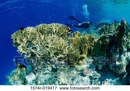 Close-up of a scuba diver swimming near a coral reef View Large Photo Image Stock Photo - Close-up of a scuba diver swimming near a coral reef. Fotosearch