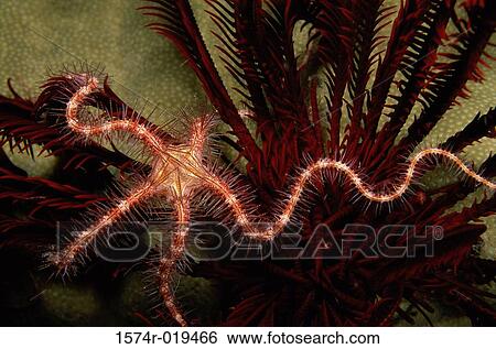 Stock Photograph - Close-up of a starfish. Fotosearch