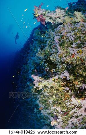 Close-up of coral reefs growing underwater View Large Photo Image Stock Photography - Close-up of coral reefs growing underwater. Fotosearch