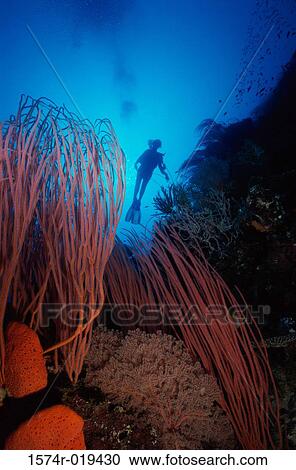 Close-up of coral reefs View Large Photo Image Stock Image - Close-up of coral reefs. Fotosearch