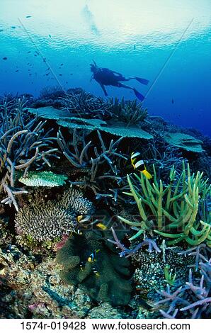 Close-up of coral reefs View Large Photo Image Stock Photo - Close-up of coral reefs. Fotosearch