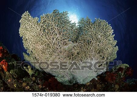 Close-up of coral underwater View Large Photo Image Stock Image - Close-up of coral underwater. Fotosearch