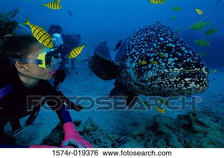 Stock Photograph - Close-up of four scuba divers swimming near a school of fish. Fotosearch
