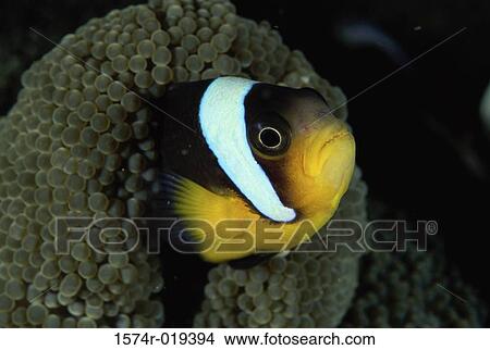 Clown Fish View Large Photo Image Picture - Clown Fish. Fotosearch