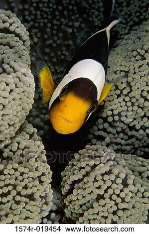 Clown Fish View Large Photo Image Picture - Clown Fish. Fotosearch