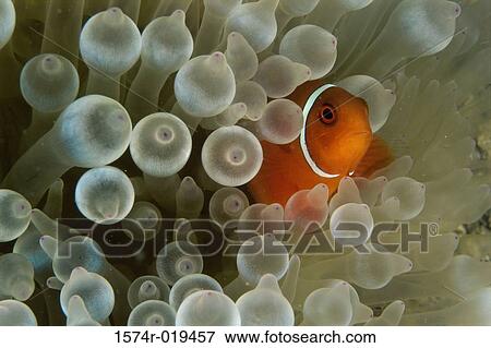 Clown Fish View Large Photo Image Stock Photo - Clown Fish. Fotosearch