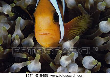 Stock Photo - Clown Fish. Fotosearch