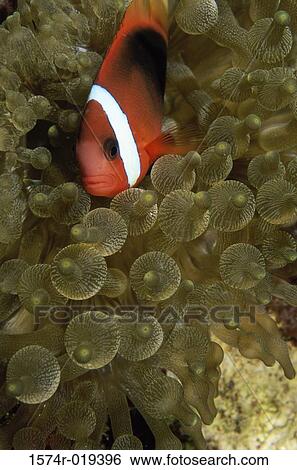 Clown Fish View Large Photo Image Stock Photograph - Clown Fish. Fotosearch