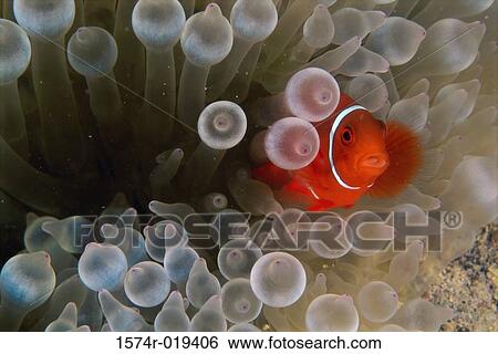 Clown Fish View Large Photo Image Stock Photograph - Clown Fish. Fotosearch