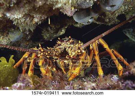 Stock Image - Crayfish. Fotosearch