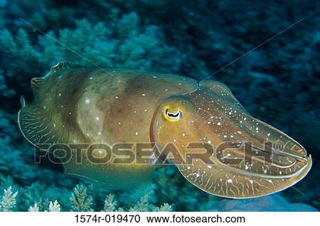 Cuttlefish View Large Photo Image Stock Image - Cuttlefish. Fotosearch
