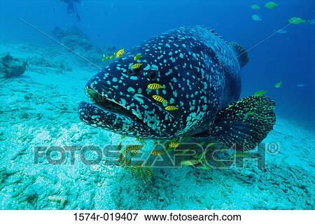 Dusky Grouper View Large Photo Image Stock Photo - Dusky Grouper. Fotosearch
