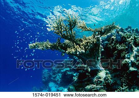 Fish swimming near a reef View Large Photo Image Stock Image - Fish swimming near a reef. Fotosearch