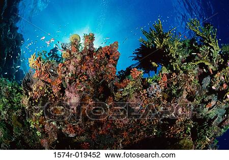 Fish swimming near a reef View Large Photo Image Stock Image - Fish swimming near a reef. Fotosearch
