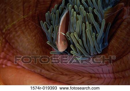 High angle view of a fish hiding in Sea Anemones View Large Photo Image Stock Image - High angle view of a fish hiding in Sea Anemones. Fotosearch