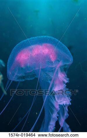Jellyfish View Large Photo Image Picture - Jellyfish. Fotosearch