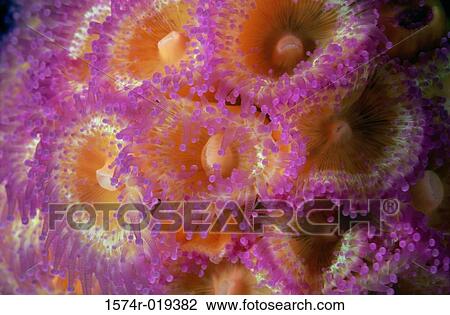 Jewel Anemone View Large Photo Image Stock Image - Jewel Anemone. Fotosearch