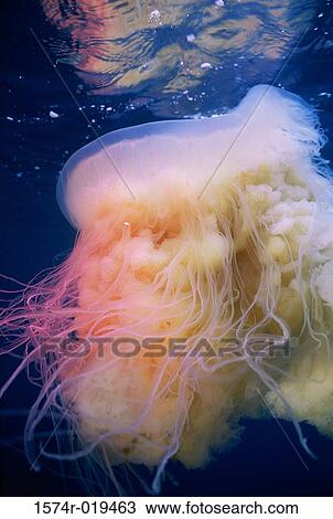 Stock Image - Lion's Mane Jellyfish (Cyanea Capillata). Fotosearch