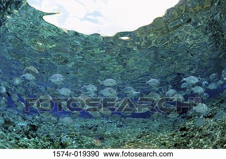 Low angle view of a school of fish swimming underwater View Large Photo Image Stock Image - Low angle view of a school of fish swimming underwater. Fotosearch