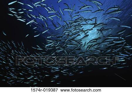 Low angle view of a school of fish swimming underwater View Large Photo Image Stock Photo - Low angle view of a school of fish swimming underwater. Fotosearch