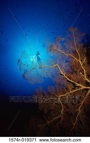 Low angle view of a scuba diver swimming underwater View Large Photo Image Stock Image - Low angle view of a scuba diver swimming underwater. Fotosearch