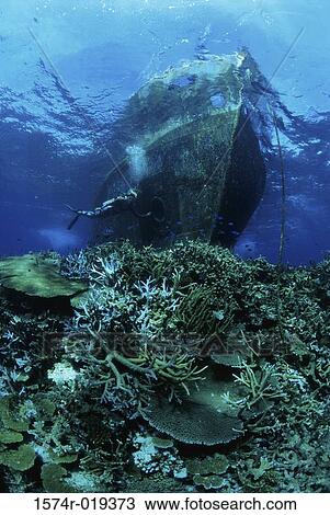 Low angle view of a scuba diver swimming near a shipwreck View Large Photo Image Stock Image - Low angle view of a scuba diver swimming near a shipwreck. Fotosearch