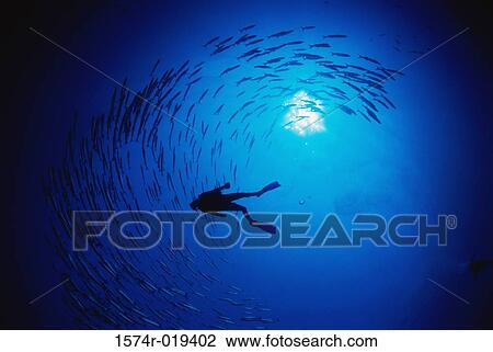 Low angle view of a scuba diver swimming near a school of fish underwater View Large Photo Image Stock Image - Low angle view of a scuba diver swimming near a school of fish underwater. Fotosearch