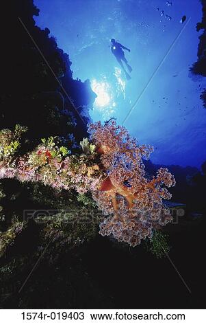 Low angle view of a scuba diver swimming underwater View Large Photo Image Stock Image - Low angle view of a scuba diver swimming underwater. Fotosearch