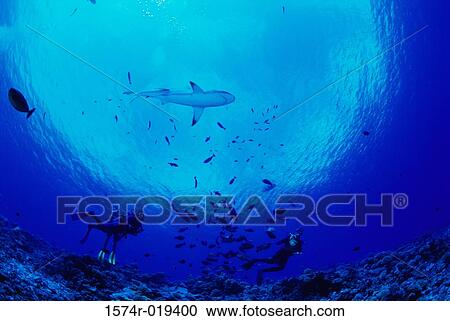 Low angle view of two scuba divers swimming underwater View Large Photo Image Stock Image - Low angle view of two scuba divers swimming underwater. Fotosearch