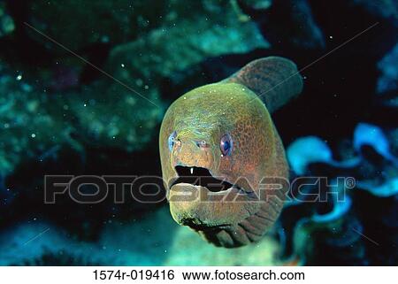 Stock Photograph - Moray. Fotosearch