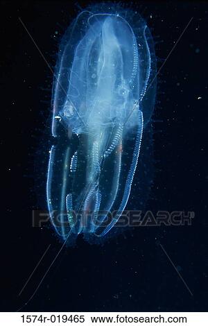Stock Photography - Plankton. Fotosearch