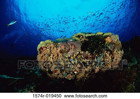 Reef and school of fish in the sea View Large Photo Image Stock Image - Reef and school of fish in the sea. Fotosearch
