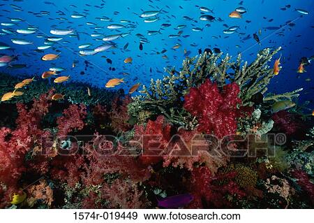 Reef and school of fish in the sea View Large Photo Image Stock Photo - Reef and school of fish in the sea. Fotosearch
