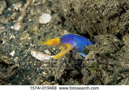 Ribbon Moray View Large Photo Image Stock Photo - Ribbon Moray. Fotosearch