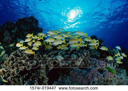 Stock Photo - School of fish in the sea. Fotosearch