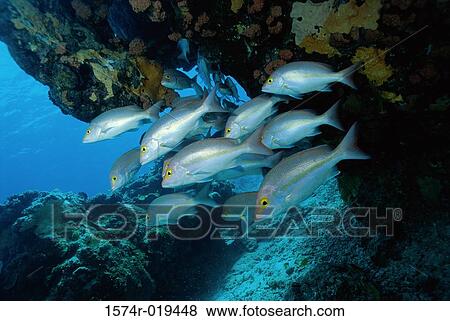 School of fish in the sea View Large Photo Image Stock Photo - School of fish in the sea. Fotosearch