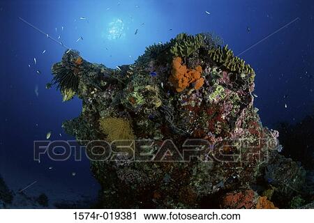 School of fish swimming near coral underwater View Large Photo Image Stock Image - School of fish swimming near coral underwater. Fotosearch
